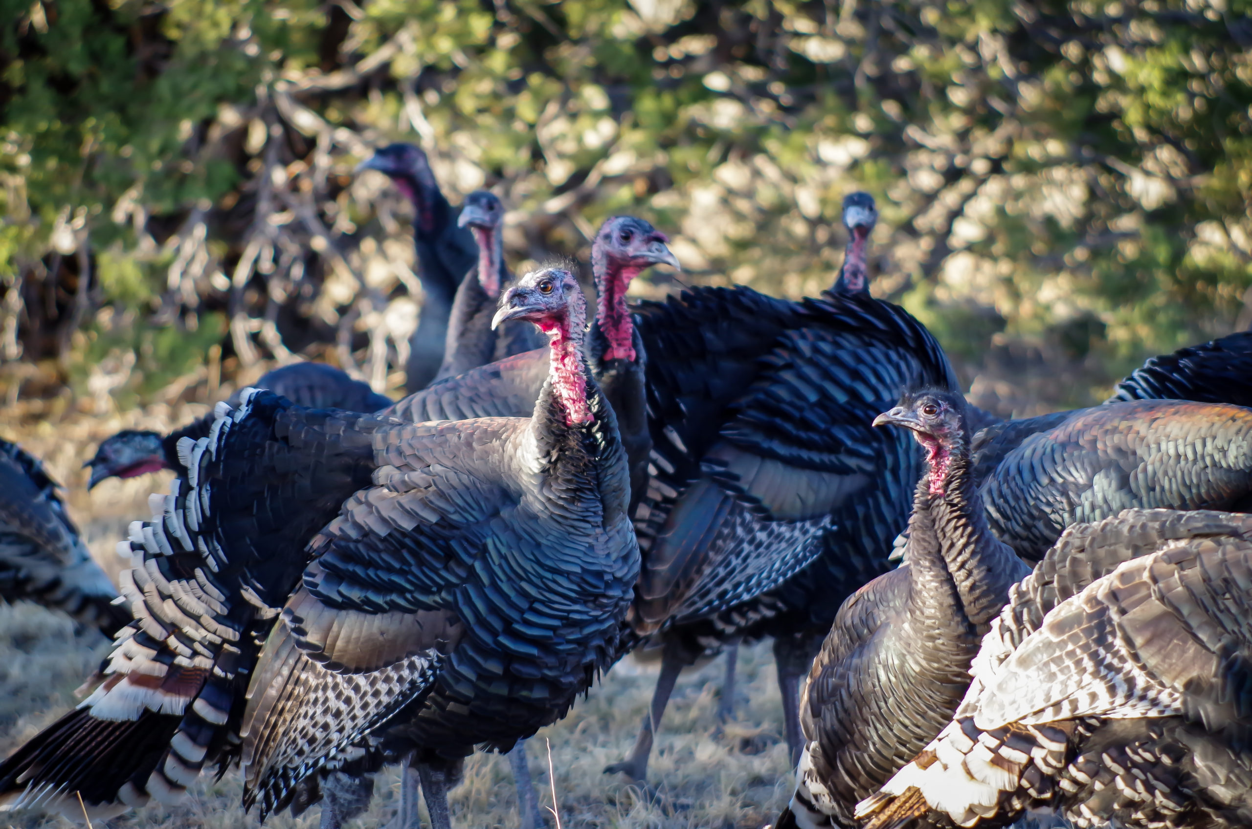 Turkey Hunting Land For Sale | Hayden Outdoors