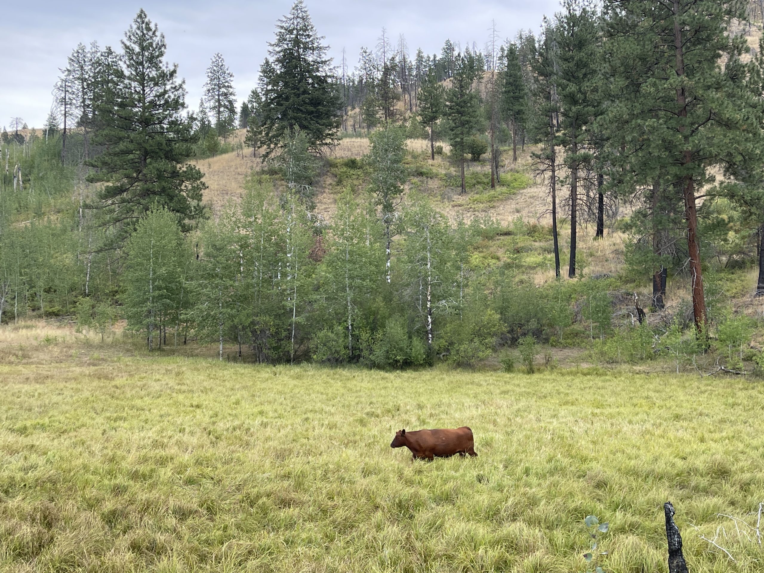 Happy Hill Angus Ranch | Hayden Outdoors