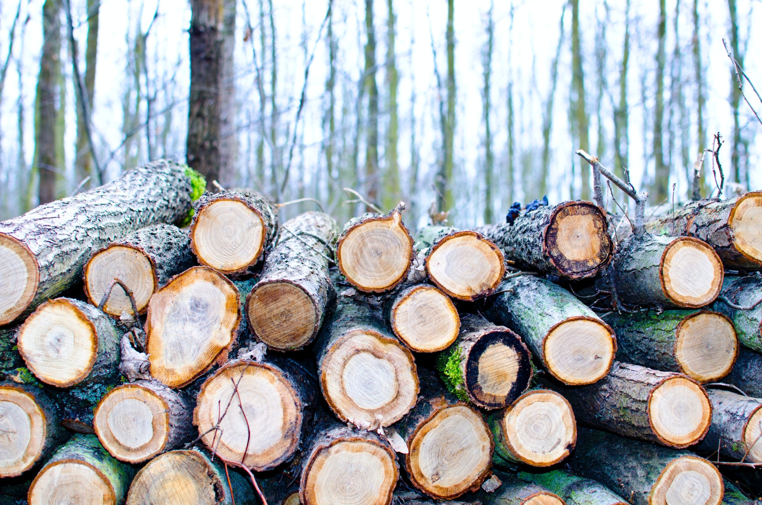 harvested timber