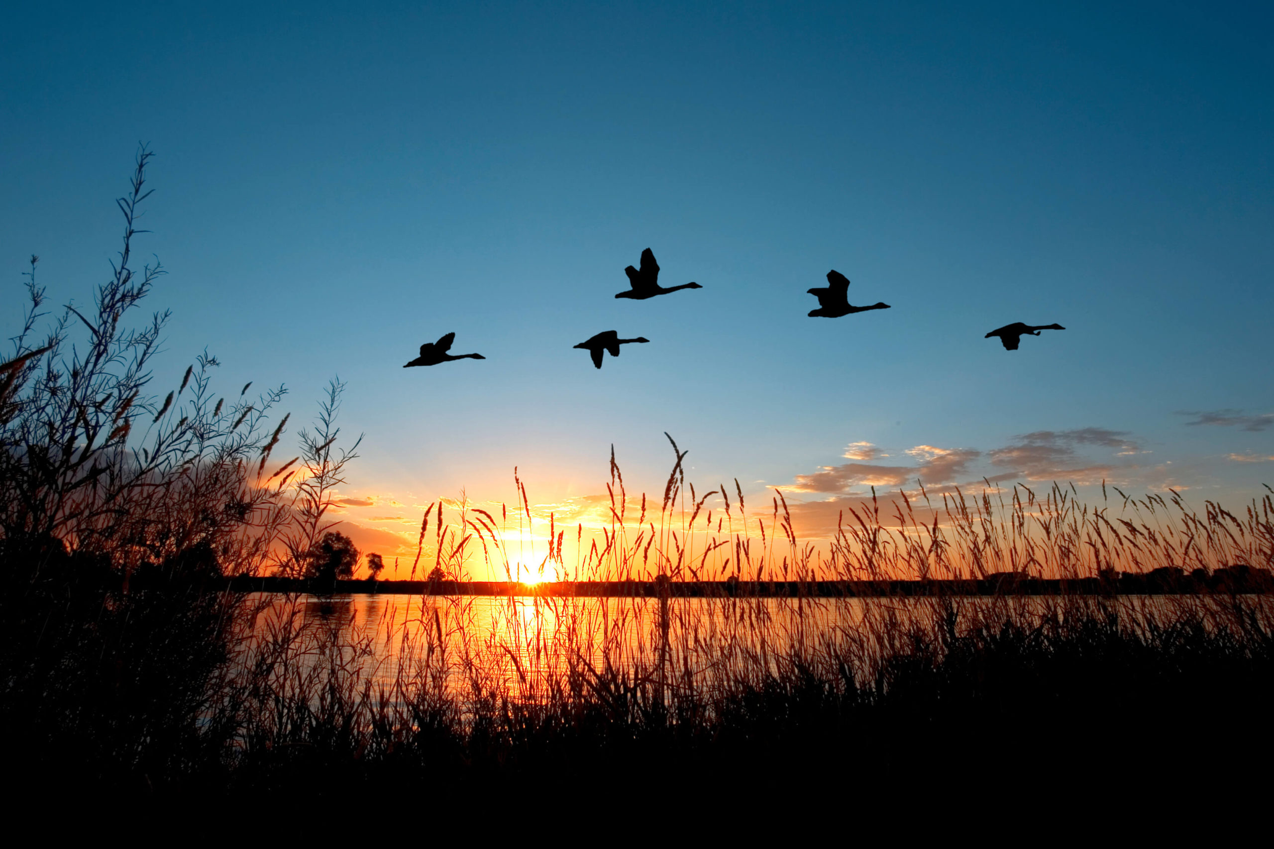 Ducks Flying over Sunset