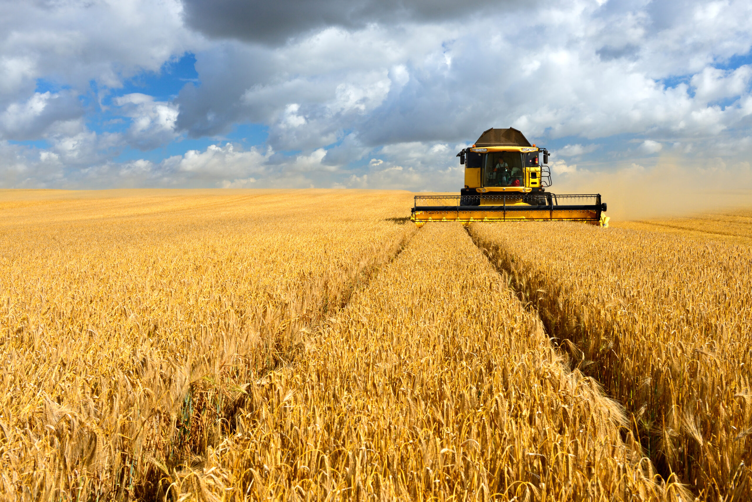 Combine,Harvester,Cutting,Wheat,,Summer,Landscape,Of,Endless,Field