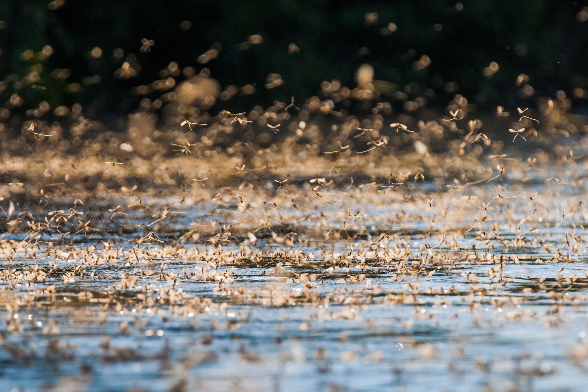 Annual swarm of long-tailed mayfly on river